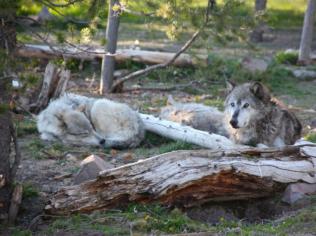 Gray Wolves | Successfully reintroduced to Yellowstone in 19… | Flickr