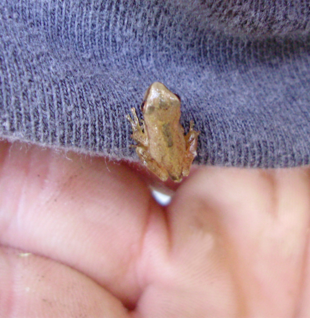 Baby Spring Peeper tree frog (Pseudacris crucifer) | Flickr