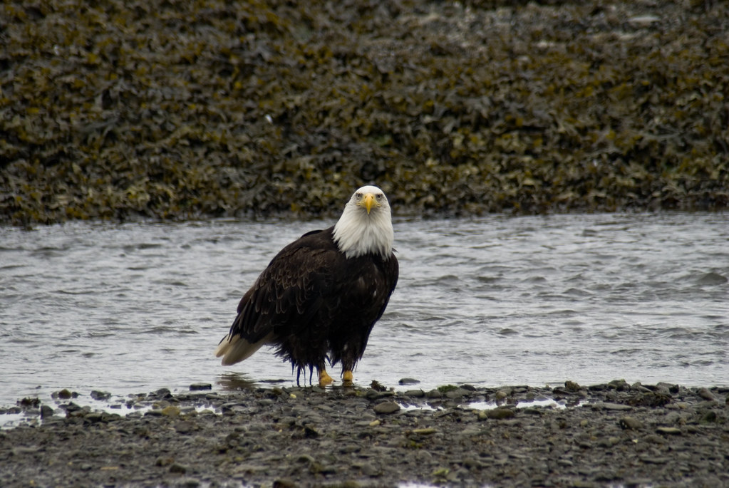 Alaska: Bald Eagle Catching Salmon (#4) | Every year thousan… | Flickr