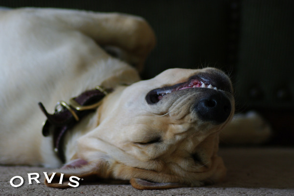 Dog Sleeping Positions What The Furry Formations Mean Orvis News