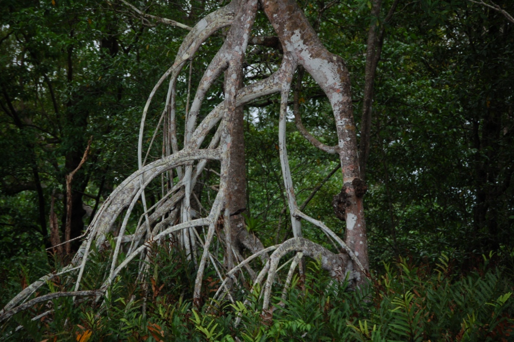 Beautiful mangrove tree. Anne Kolb Nature Center 