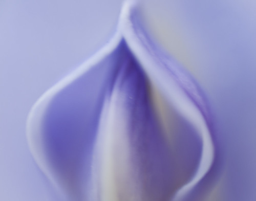 Namaste - Inside of an Wisteria Flower