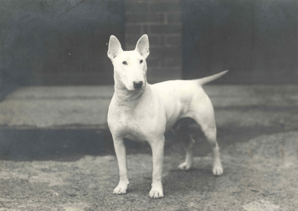 Original photo of Bull Terrier Ch. Num Skull c.1930 Flickr