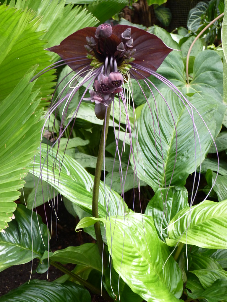 Bat Plant | The Black bat flower, Tacca chantrieri, is a ...