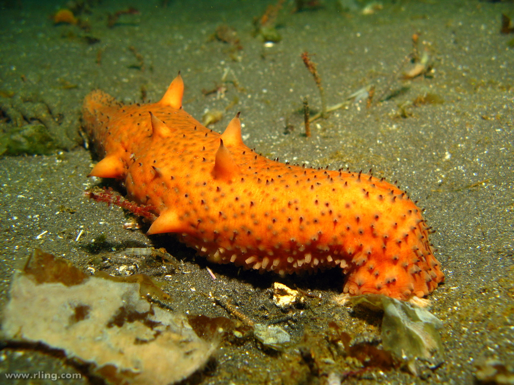 Warty Sea Cucumber | A Warty Sea Cucumber (Parastichopus par… | Flickr