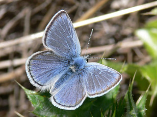 Endangered mission blue butterfly (Icaricia icarioides missionensis)