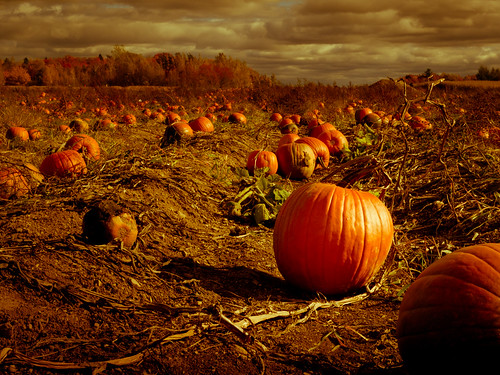 Vintage pumpkin's | Nicolas Frechette | Flickr