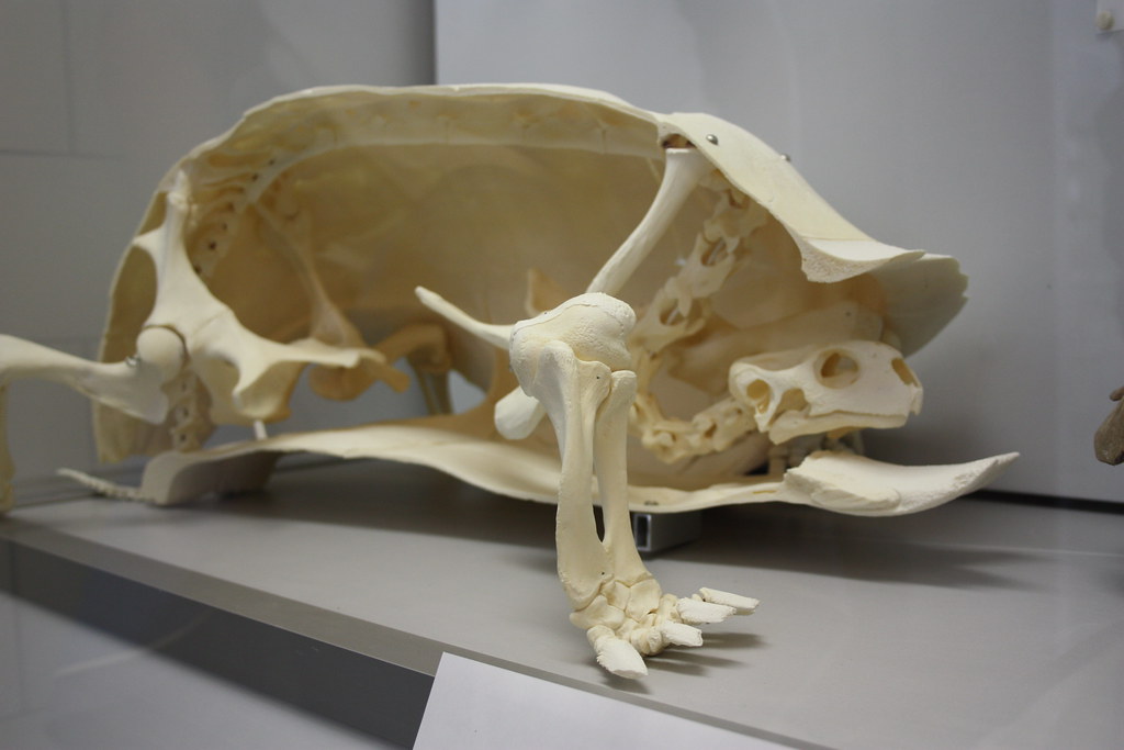 tortoise skeleton | Piet Peters | Flickr