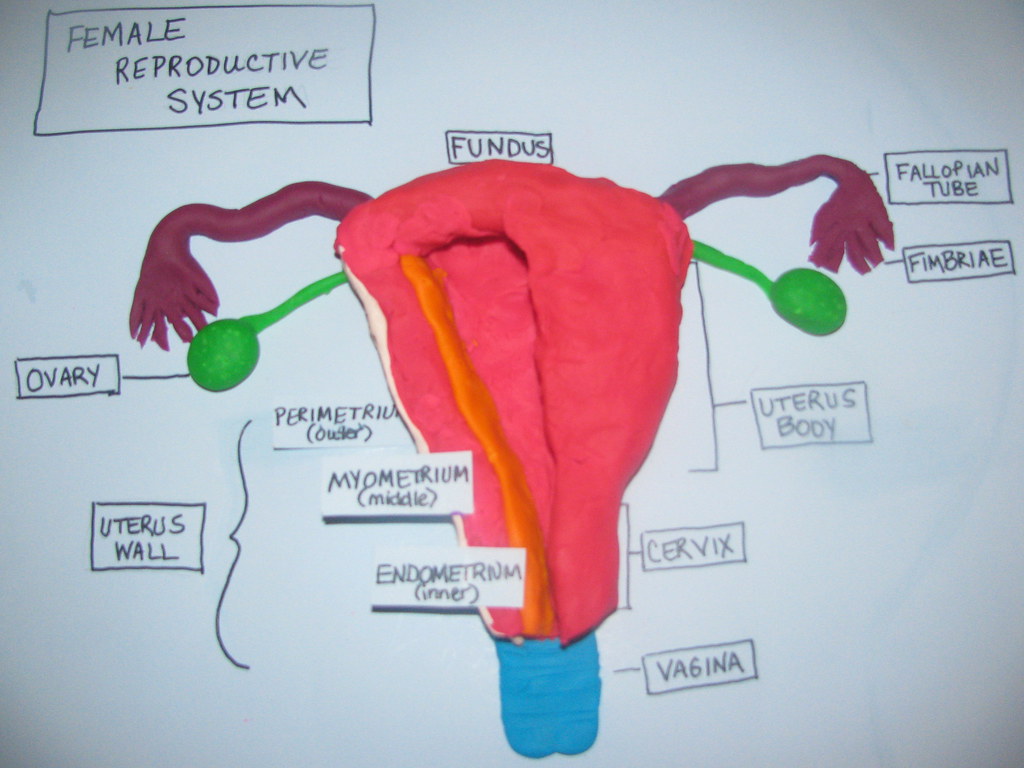 Female Reproductive System | Nicole Miller Organ System-Live… | Flickr