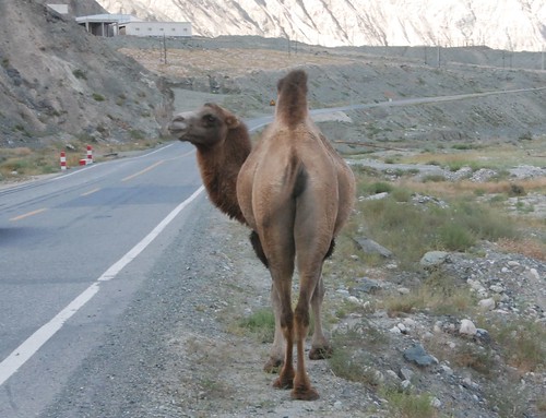 Camels Ass 105