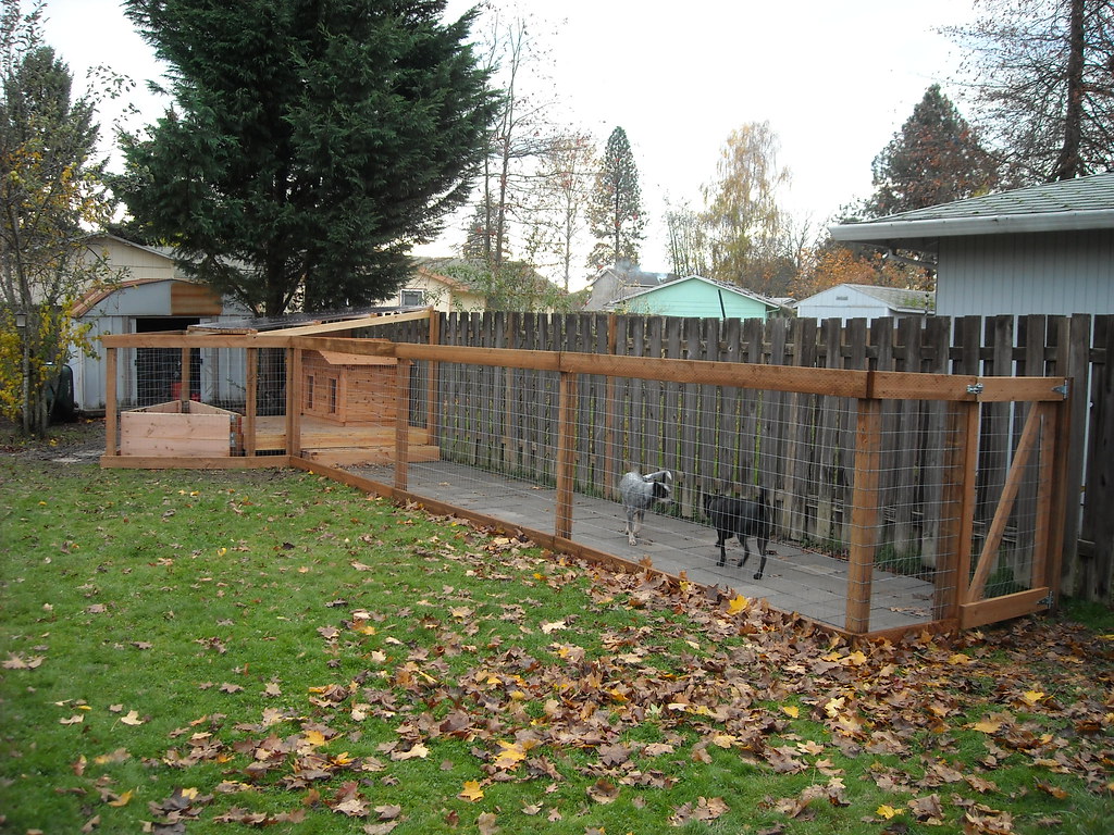 Dog Run Completed with Dogs Added Dog house on covered