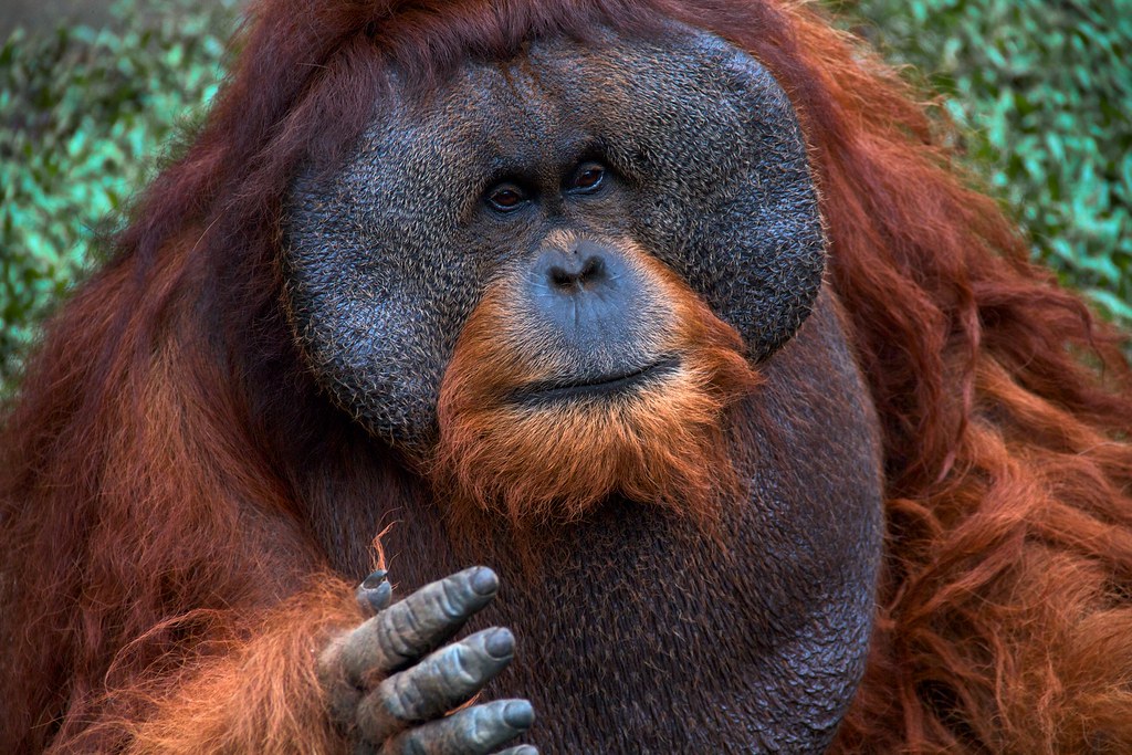 Sumatran Orangutan (Pongo abelii) | The Sumatran Orangutan (… | Flickr