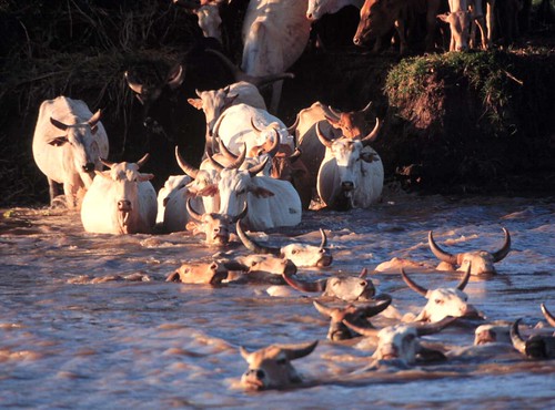 Orma Boran cattle crossing a river in Kenya
