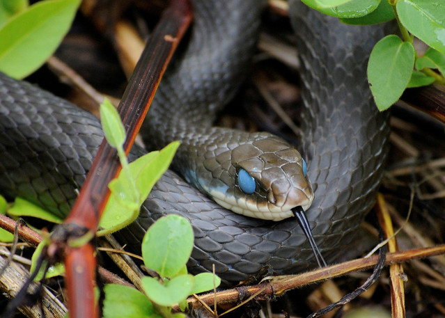 Black Racer snake "in the blue" | Black racer snak 