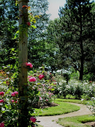 Rose Garden path