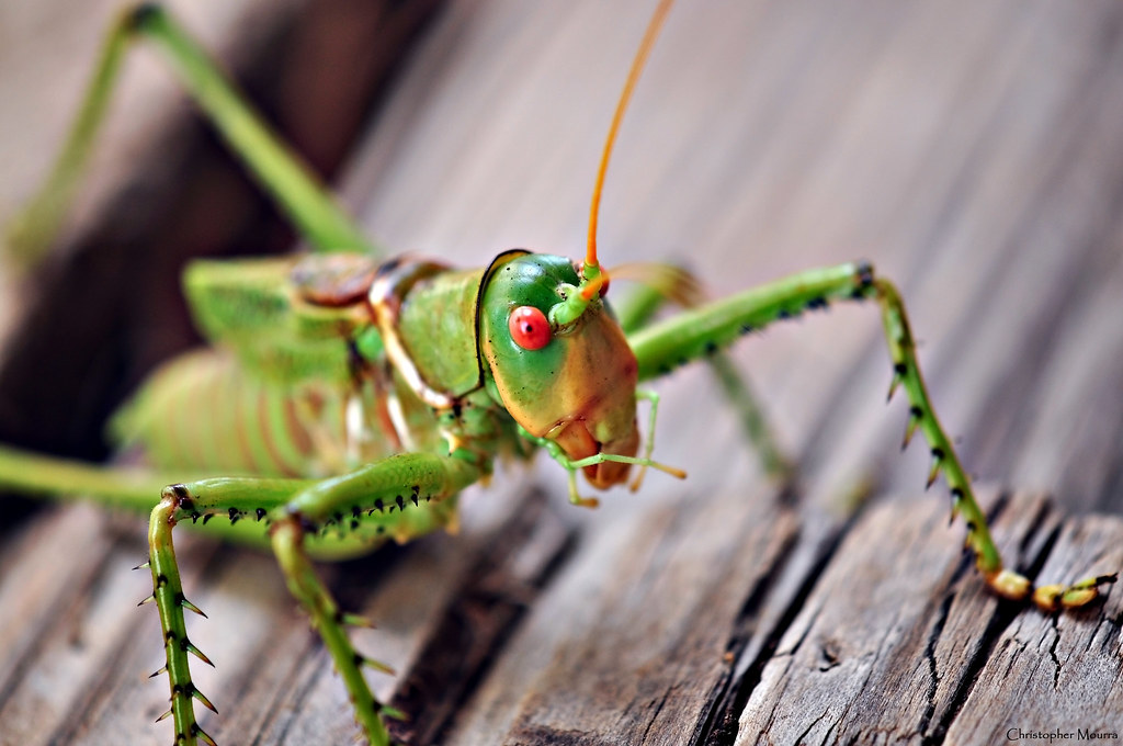 b&w make color pictures plague of Texas  Grasshopper  a Theres these Gigantic