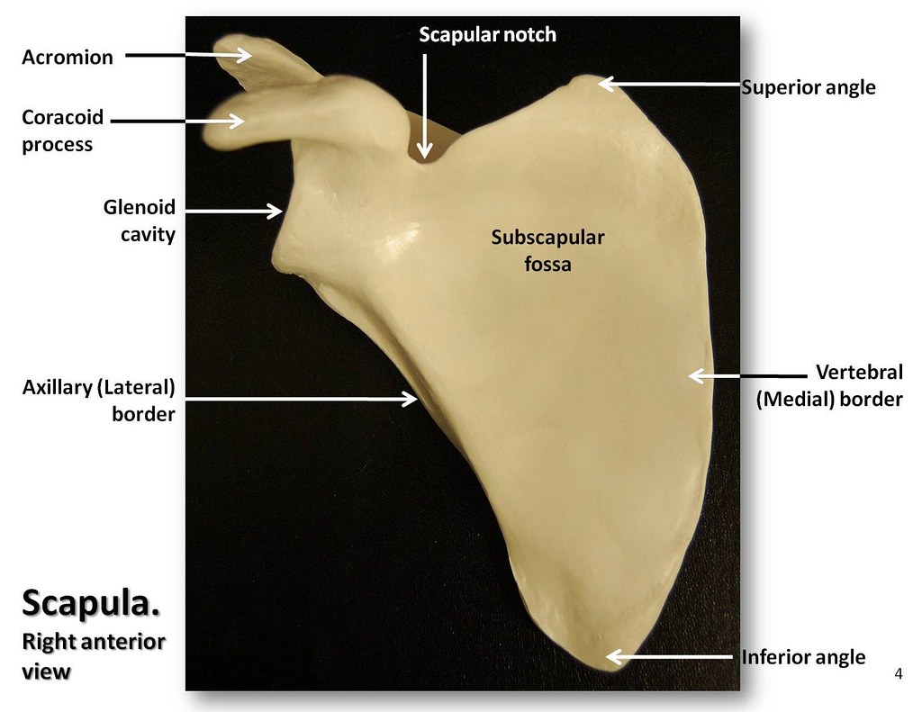 Scapula, anterior view with labels - Appendicular Skeleton… | Flickr