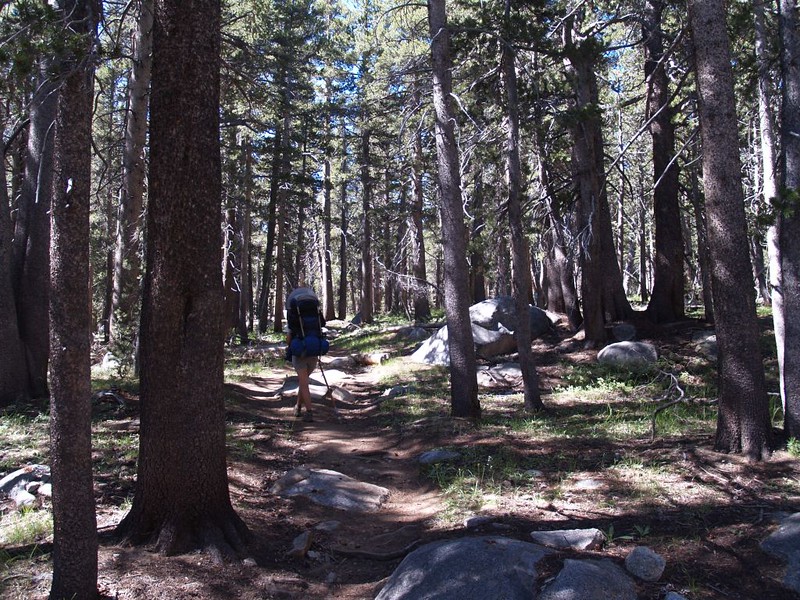 The Ireland Creek Trail heads upward through a shady pine forest