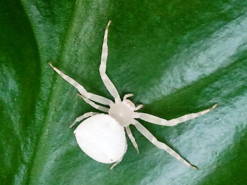 WHITE SPIDER (rare species) | A white spider enjoying sun sh… | Flickr