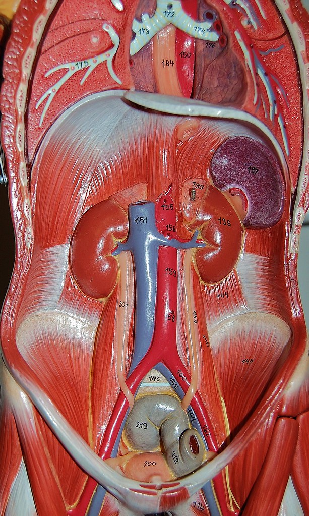 Muscles and organs of the abdominal cavity | Rob Swatski | Flickr