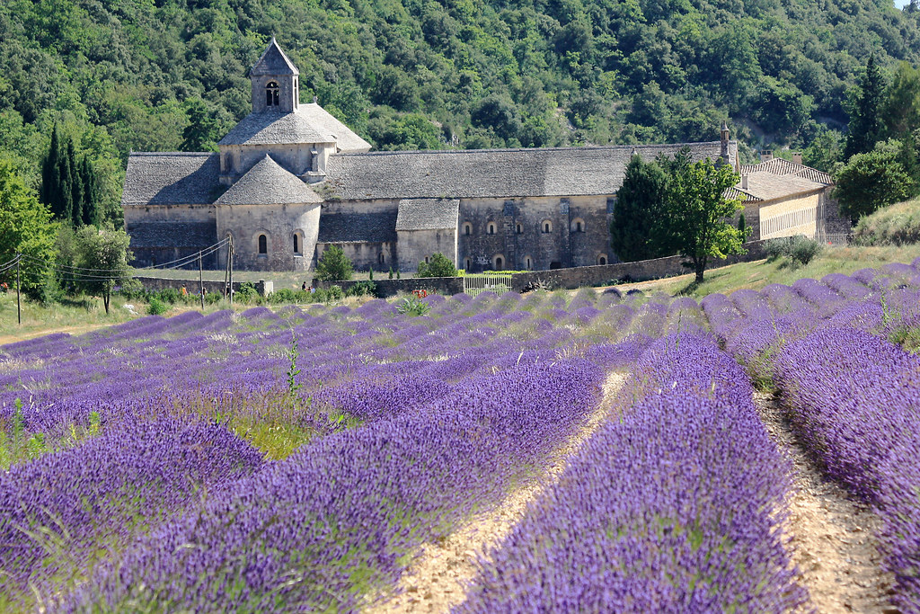 Lavender Field, Abbey of Senanque, Near Gordes, Provence, France бесплатно