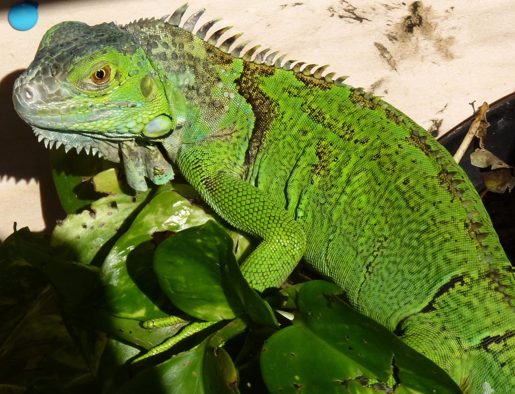Ciko The Green Iguana or Common Iguana (Iguana iguana