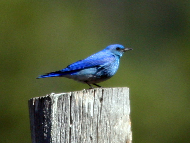 Mountain Bluebird 2-20100617