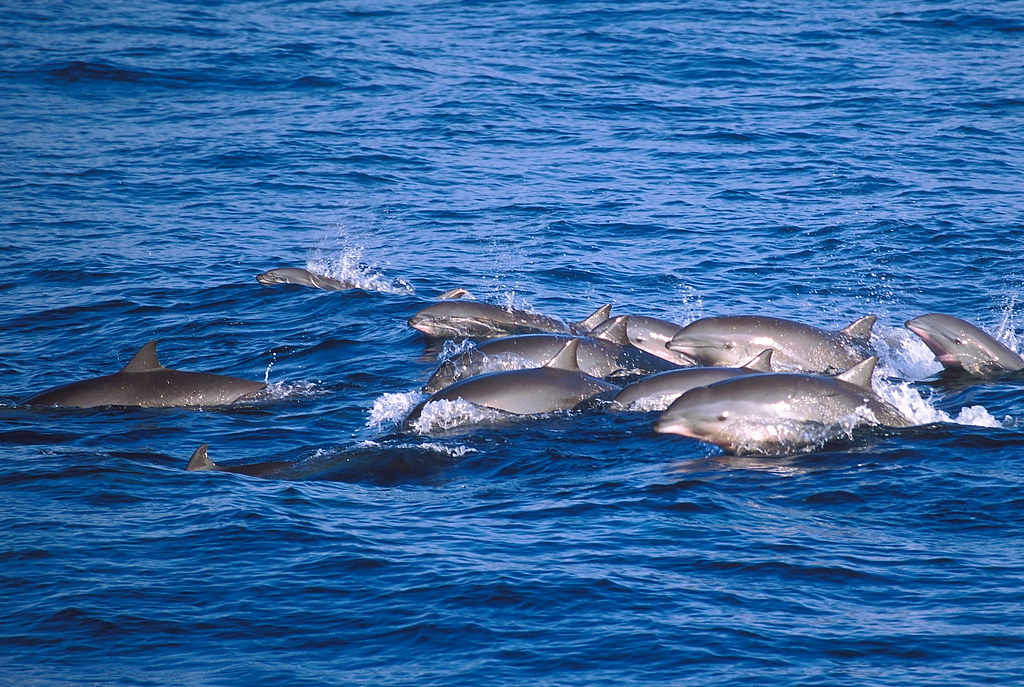 弗氏海豚每次出現總是上百隻的陣容-003