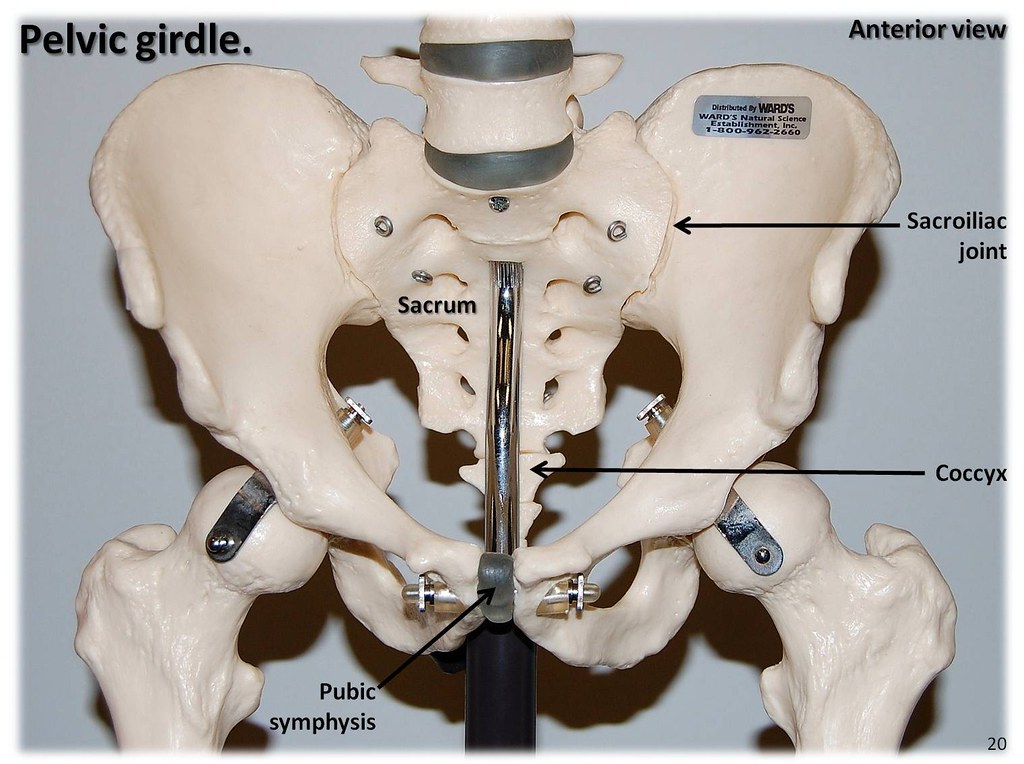 Pelvic girdle, anterior view with labels - Appendicular Sk… | Flickr