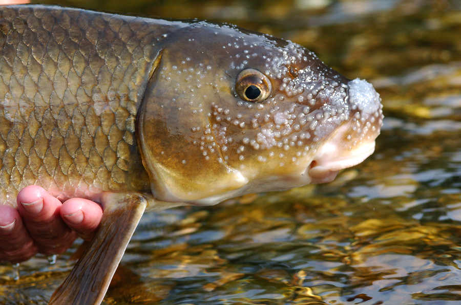 The River redhorse (Moxostoma carinatum) Catostomidae | Flickr