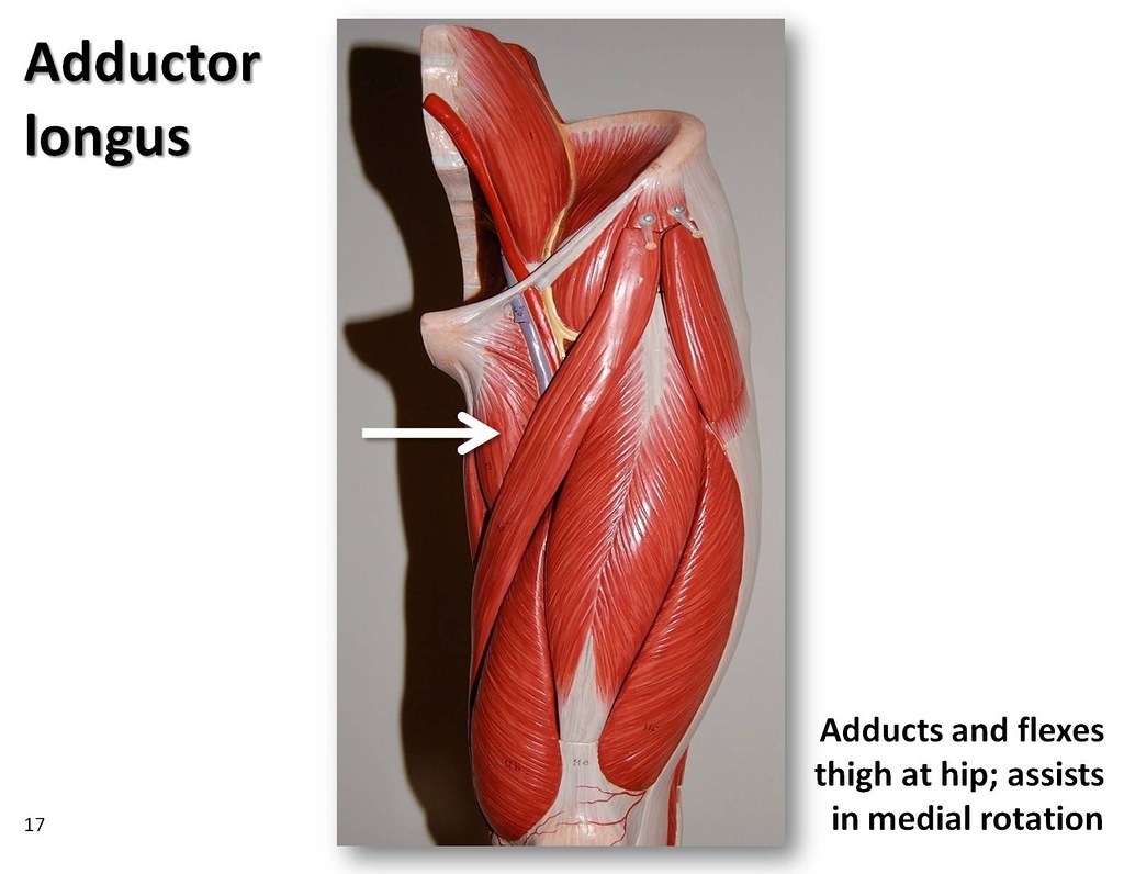 Adductor longus - Muscles of the Lower Extremity Anatomy V… | Flickr