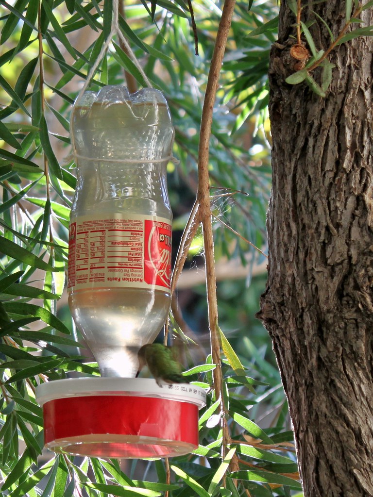 DIY hummingbird feeder | made from an old Coke bottle and huâ€¦ | Flickr