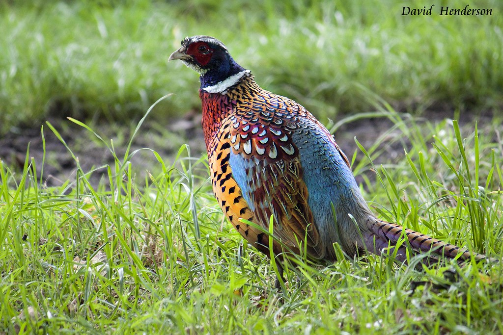 Blue Back Pheasant | Finaly managed to photograph one of ...