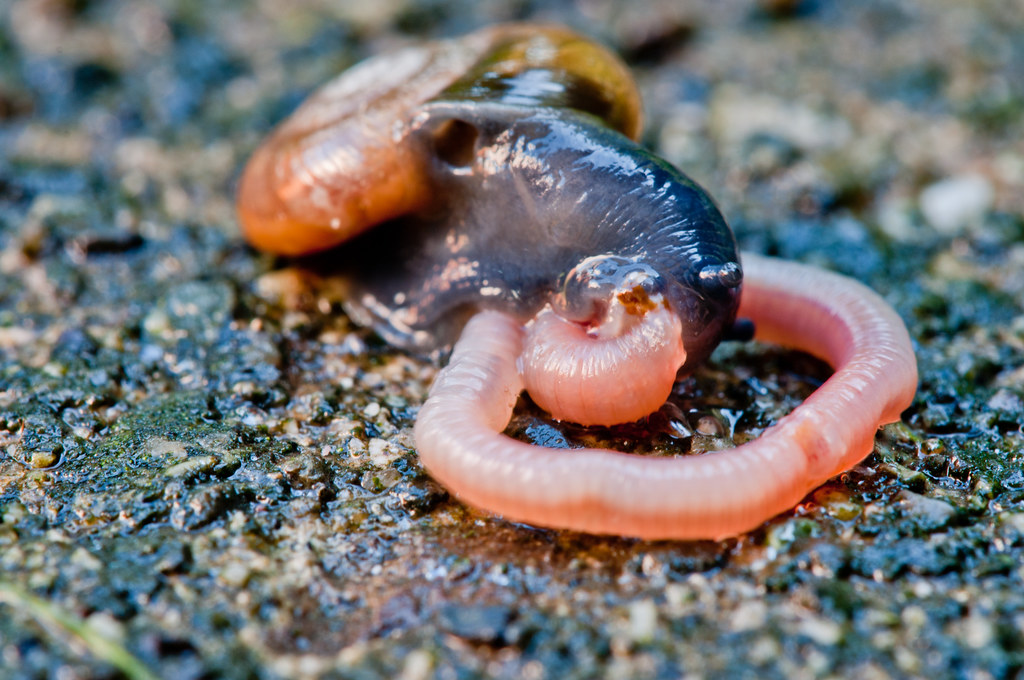 Snail eating worm | sigma 150mm 2.8 + 1.4 tc | Izithombe ...
