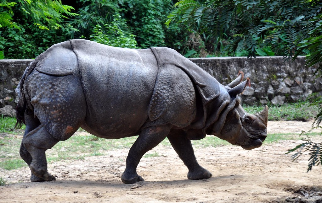 Single horned rhino
