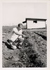 1__DRL_christening_first_planting_in_Willamette_Valley__Spring__1965_