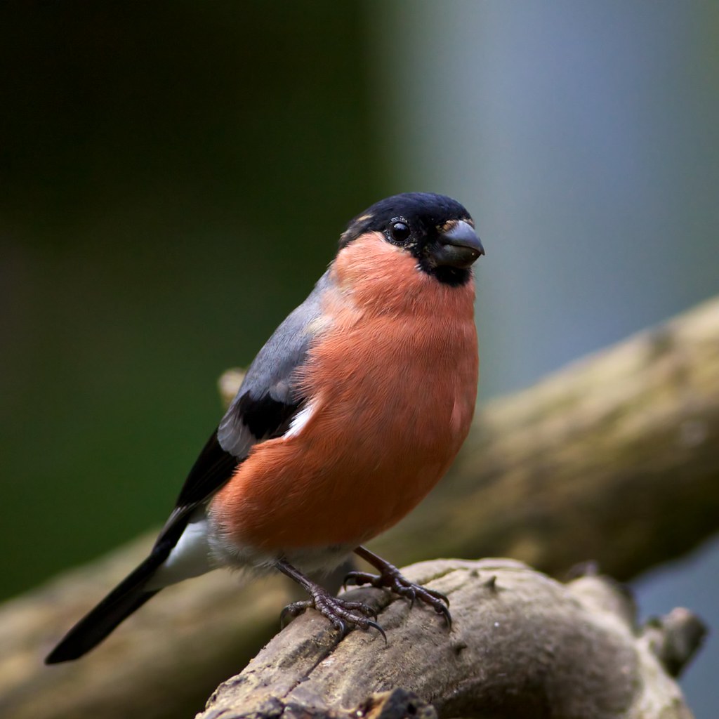 bullfinch (EXPLORED) | day out today with the lad to penning… | Flickr