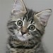 Cute kitten looking surprised | Flickr - Photo Sharing!