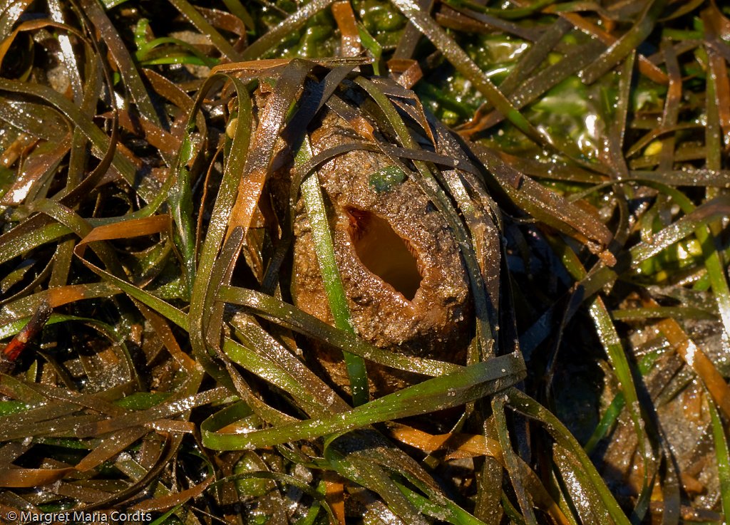 seahurst-beach-at-low-tide-geoduck-clam-or-gooey-duck-flickr