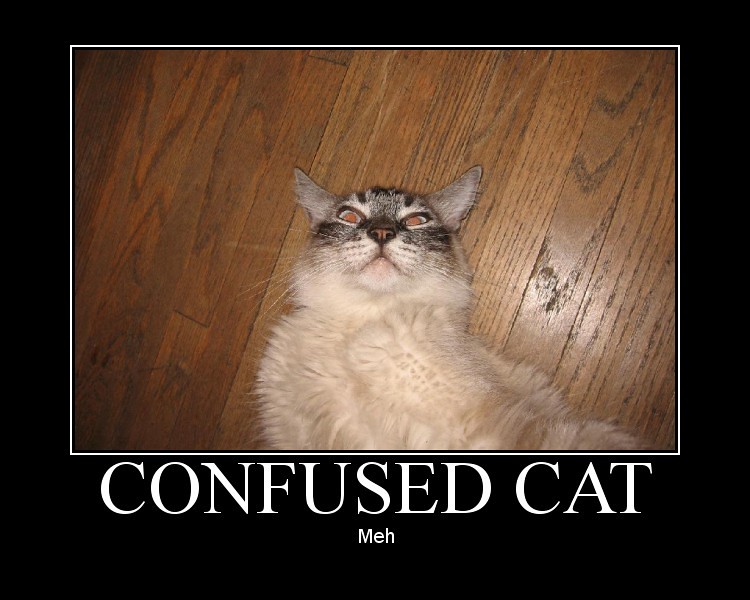 confused cat is confused Noah Sussman Flickr