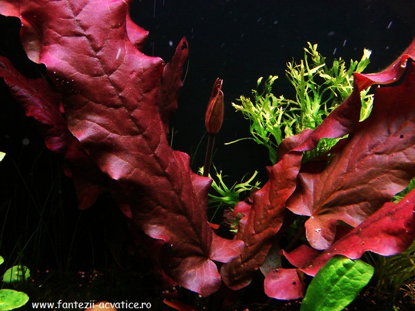 Барклайя длиннолистая (Barclaya longifolia), фото фотография аквариумные растения