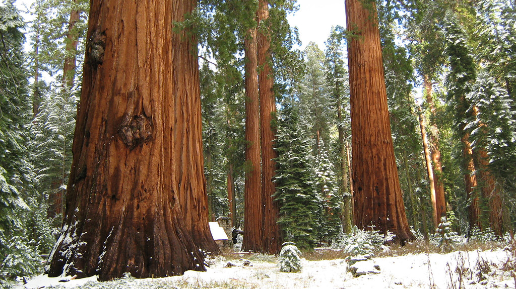 Redwood wonderland