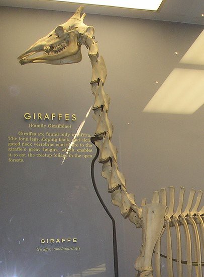 Giraffe cervical vertebrae | Lapinou31 | Flickr