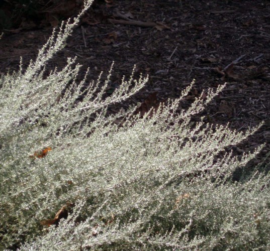Artemisia caerulescens 5059404948_414496ccb5_o