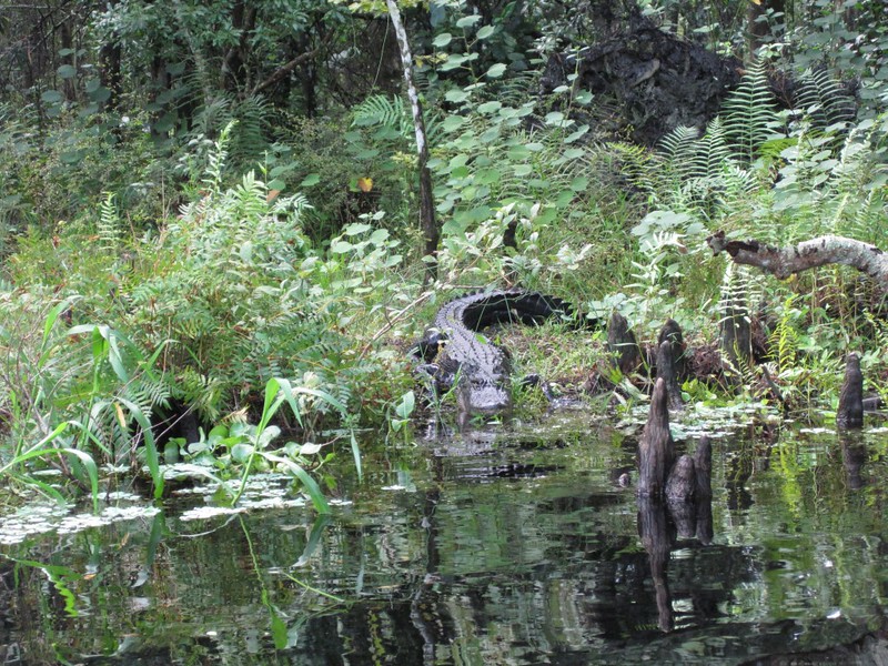 Yes, that's an alligator! Just hanging out, waiting...