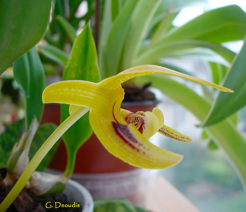 Bulbophyllum dearei, inflorescence