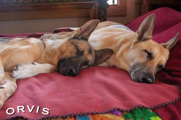 Why Do Dogs Sleep So Much Orvis News