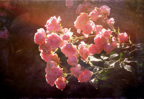 Pink roses catching the last rays of light in Queen Elizabeth Park, Vancouver, Canada