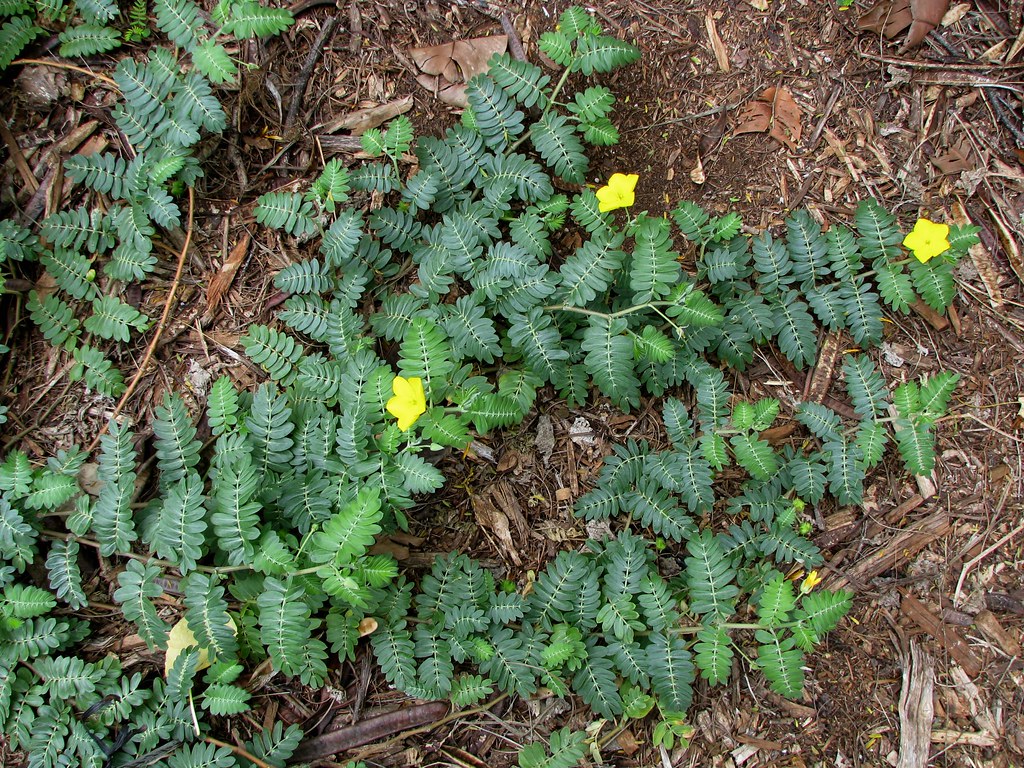 Tribulus cistoides | Nohu, Nohunohu or Puncture vine Zygophy… | Flickr1024 x 768
