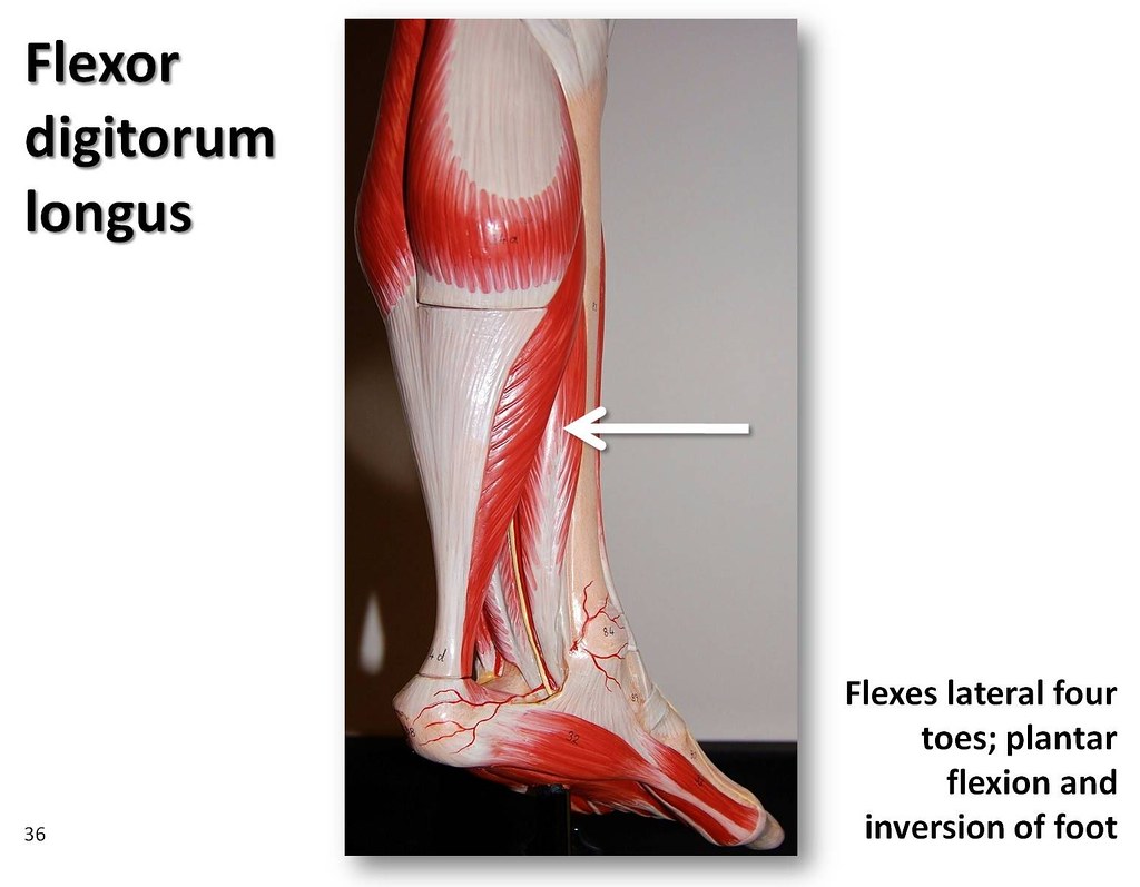 Flexor digitorum longus - Muscles of the Lower Extremity A… | Flickr
